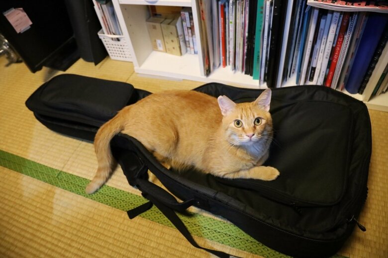 四元さんのギターケースでくつろぐてんちゃん