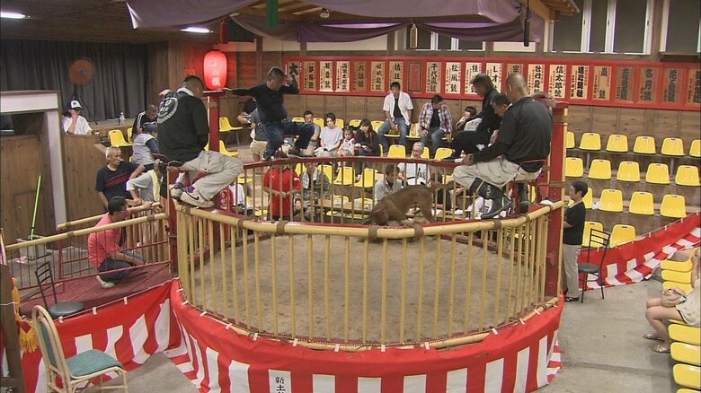 高知市・桂浜にあった「とさいぬパーク」闘犬場（2014年撮影）