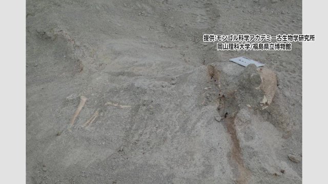 画像提供：モンゴル科学アカデミー古生物学研究所　岡山理科大学／福島県立博物化館