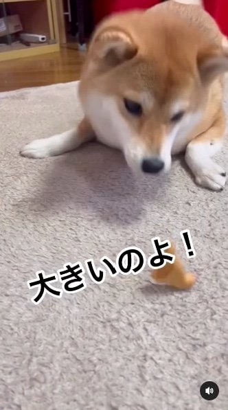 提供：柴犬ゆきちゃん