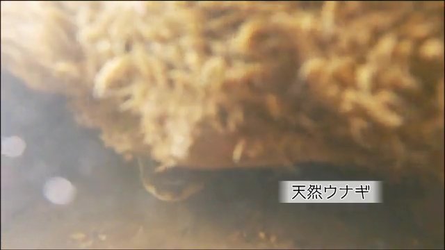 陰から顔をのぞかせる天然ウナギ