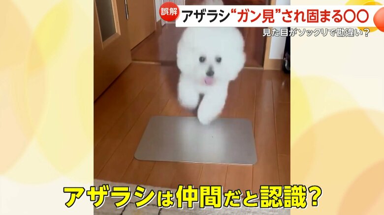 ビション・フリーゼのセトくん