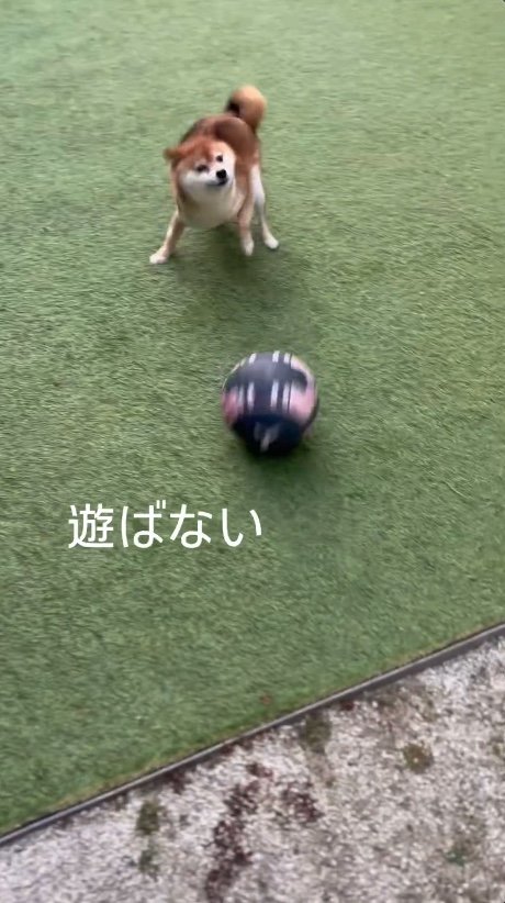 提供：Nerushibaさん