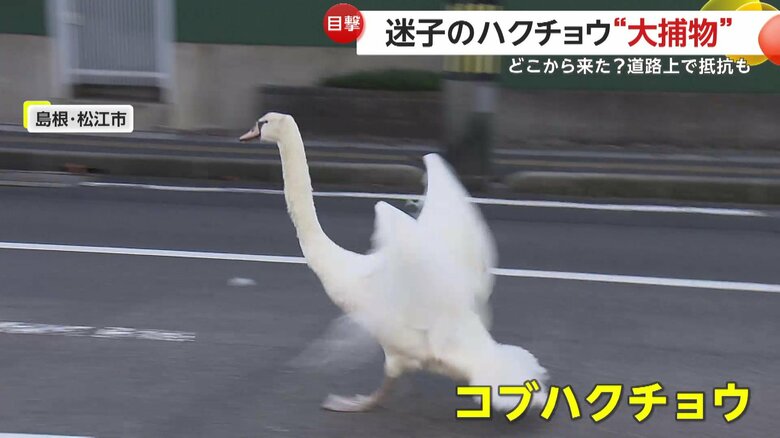 車の真横を自由に走り回る