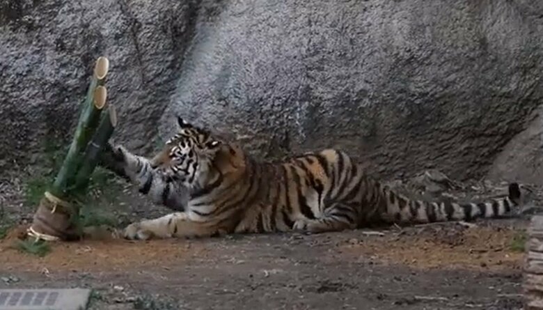 門松にパンチ！