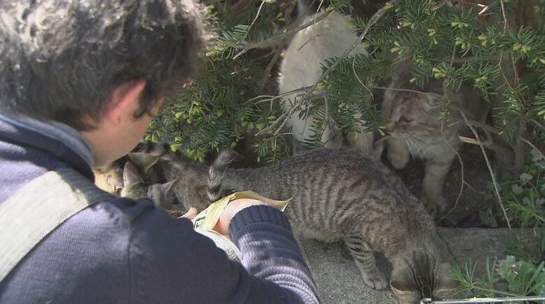 餌を食べる地域猫