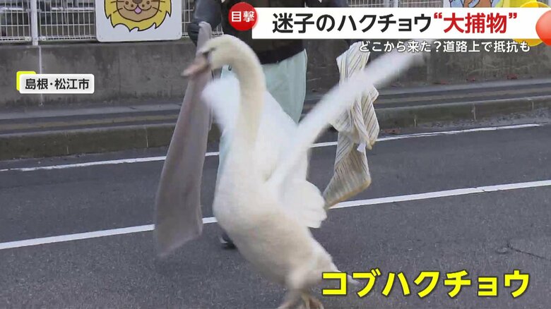 迷子の「コブハクチョウ」（17日、島根・松江市）