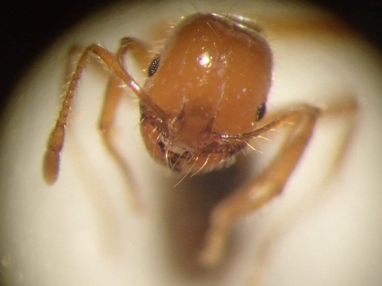 正面からみたアカカミアリ（提供：環境省）