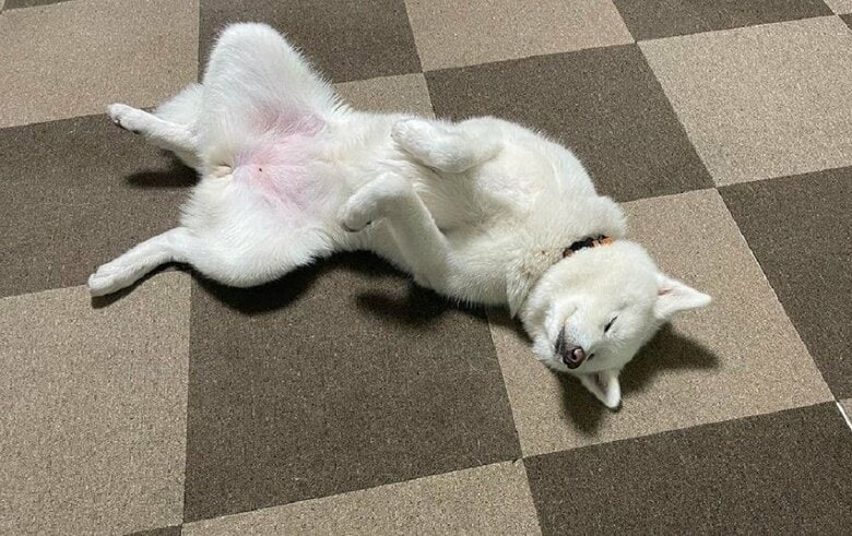 へそ天でまったり