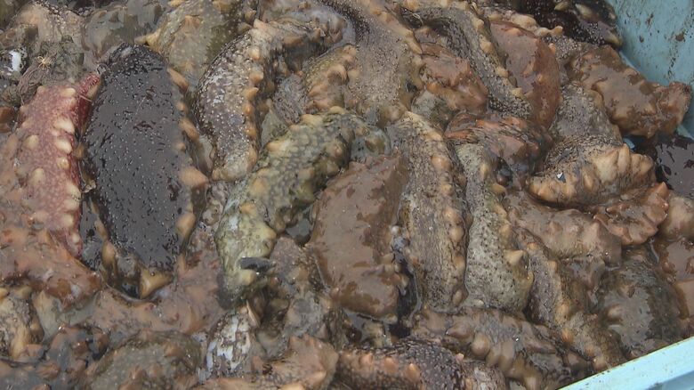 “海の黒いダイヤ”ナマコ　高値で取引される