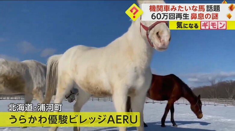 北海道浦河町の馬と触れ合える施設「うらかわ優駿ビレッジAERU」の馬