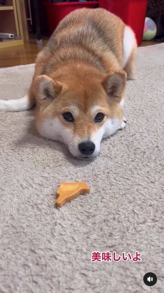 提供：柴犬ゆきちゃん