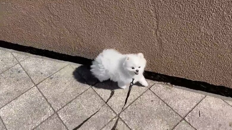 散歩に出かけるマヨちゃん