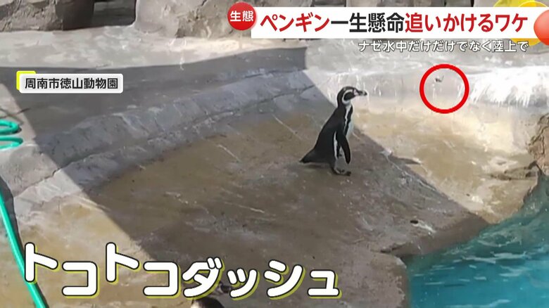 トコトコとかわいらしい走りを見せるペンギン（映像提供：周南市徳山動物園）