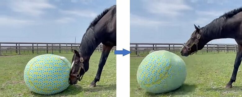 転がして遊んでいるタニノギムレット