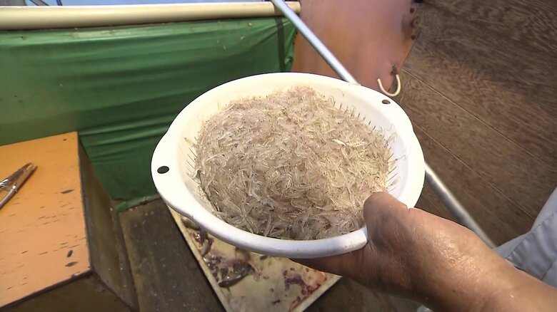 季節外れのアミエビが大漁