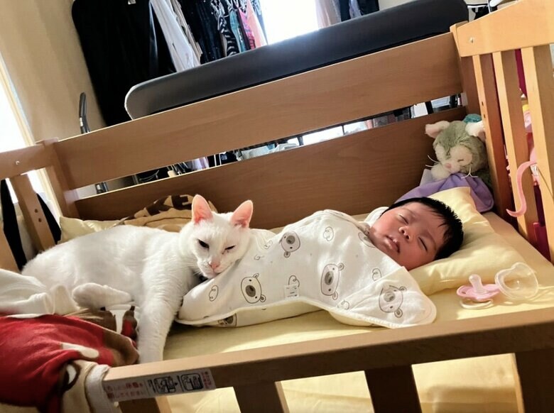 提供：ことねさん