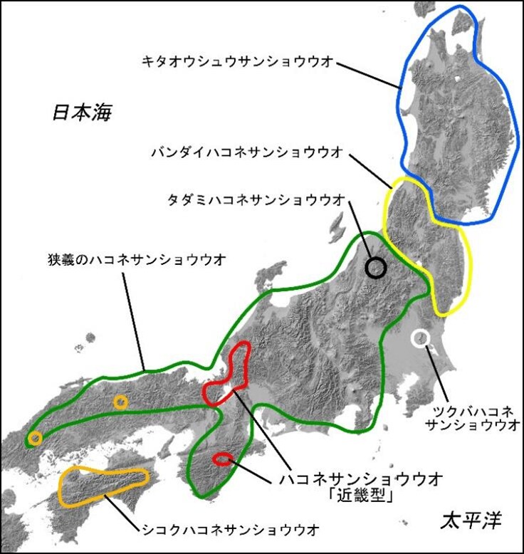 2021 年までのハコネサンショウウオ6種と「近畿型（ホムラハコネサンショウウオ）」の分布。（写真提供：国立科学博物館）