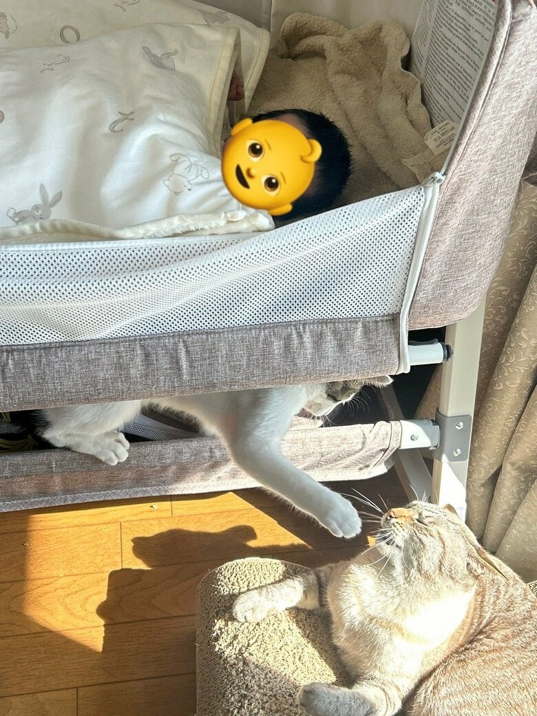 ベッド下でわちゃわちゃする2匹