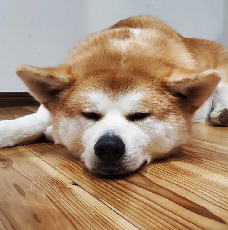 提供：秋田犬 杏(あん)と蓮(れん)さん