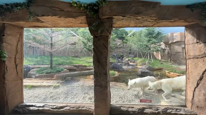 しっかりと着地を決めた（提供：那須どうぶつ王国）