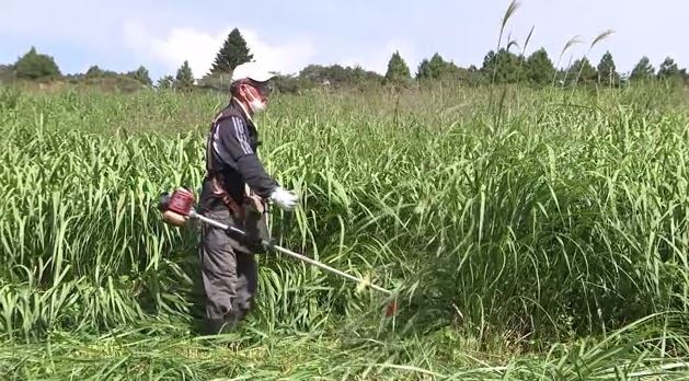 牧草地だった場所で草刈り