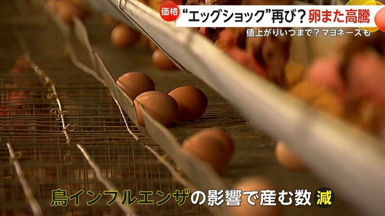 「鳥インフルエンザ」の影響で殺処分された卵を産むニワトリ