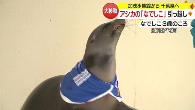 ユニフォームを着て「なでしこジャパン」を応援！