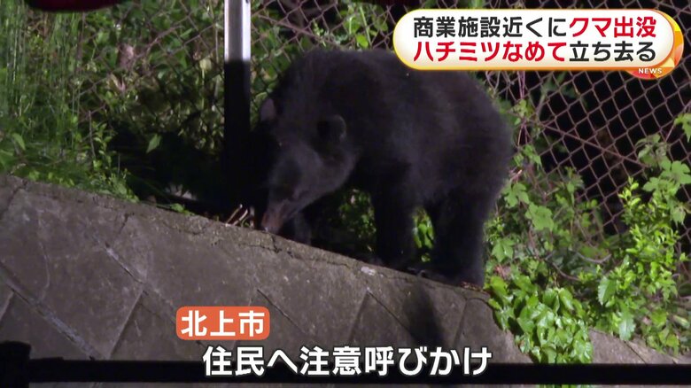 ハチミツをなめるクマ