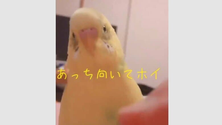 あっち向いてホイをする、賢いインコだったともいう