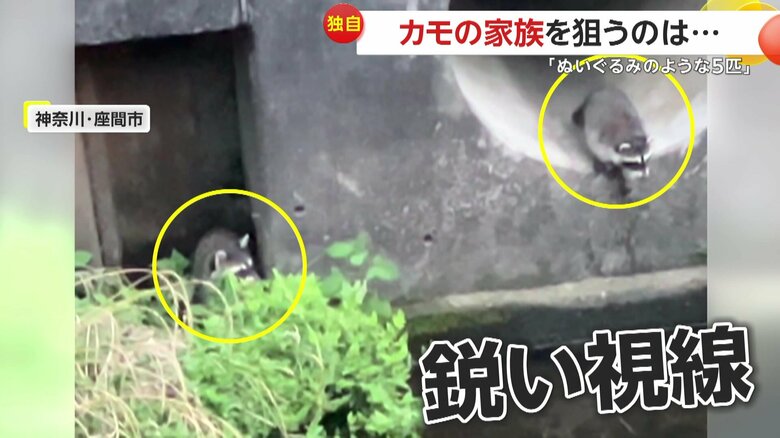 茂みからカモの家族に向けられる鋭い視線もみられたアライグマ