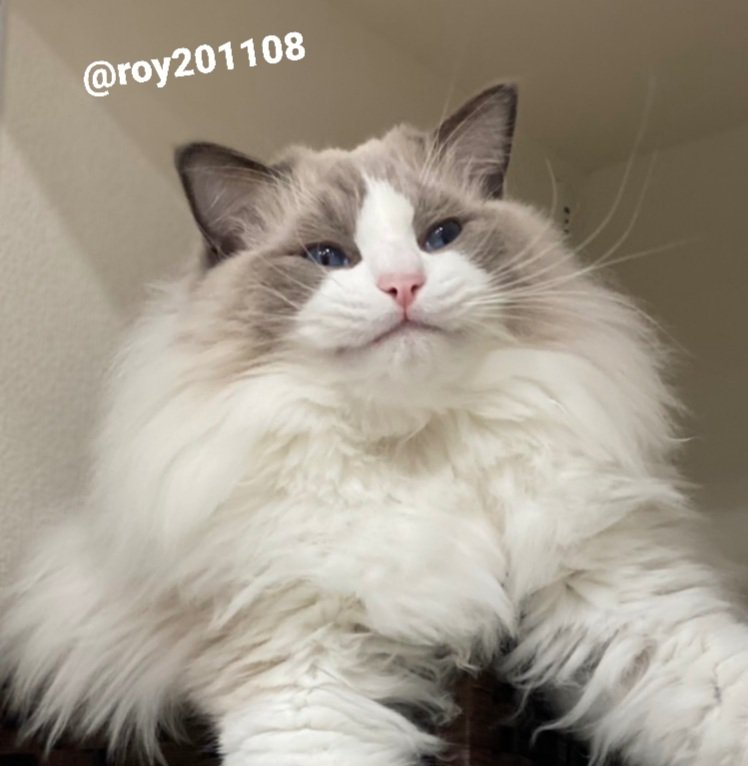 提供：ロイくん@roy201108さん