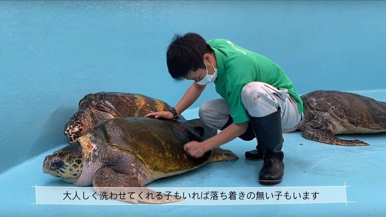 甲羅をみがく様子