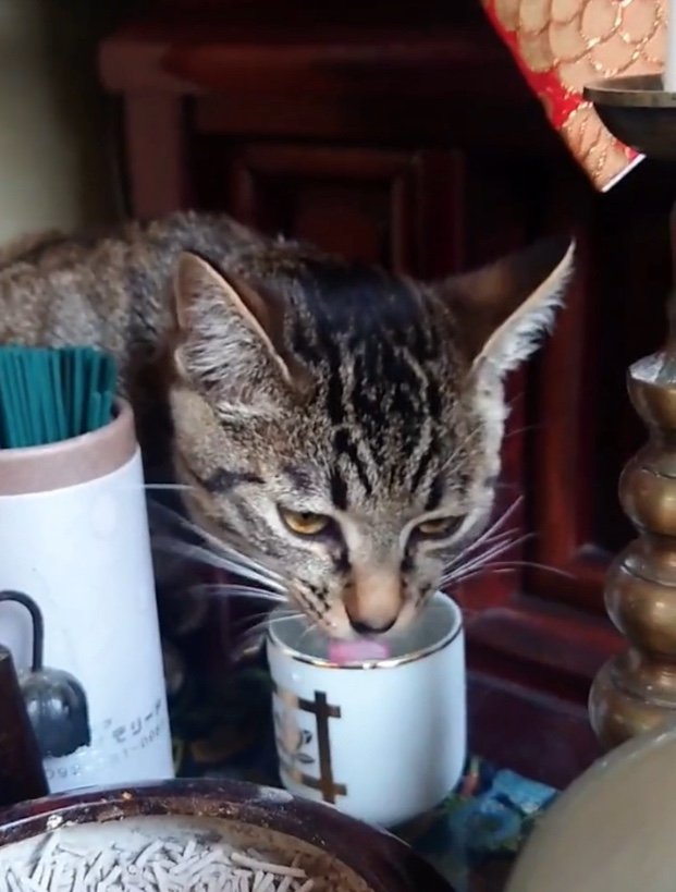 提供：アメチカンのもなさん