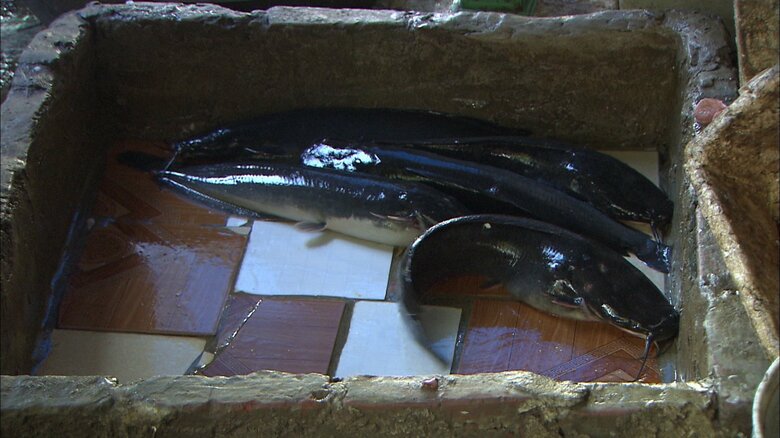 ベトナムのナマズ