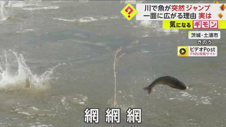 思わず「網！網！網！」と声を上げる撮影者
