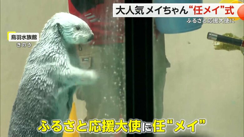三重県の鳥羽水族館で行われたラッコのメイちゃんの‟任メイ式”