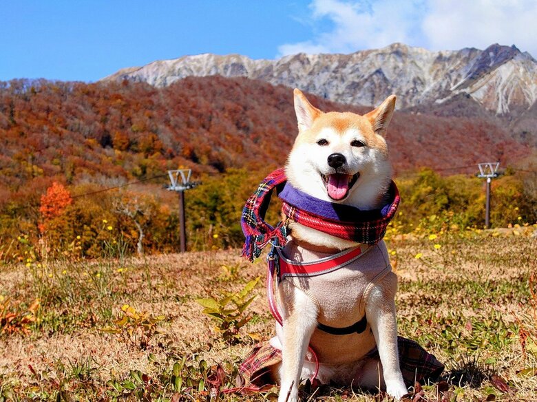 提供：柴犬チャーミーさん