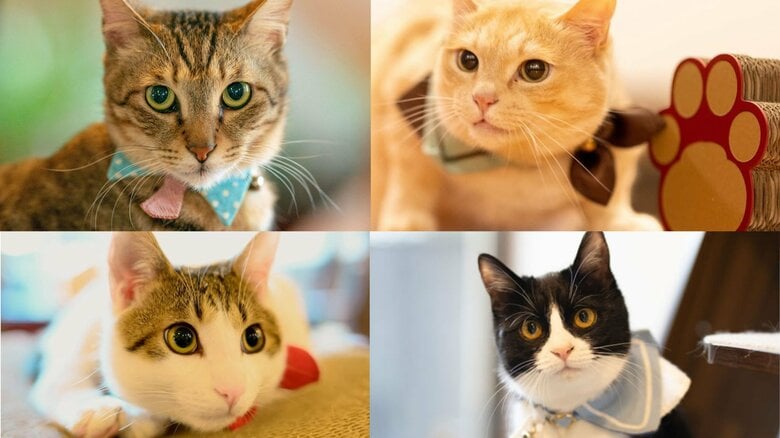 （左上から時計まわりに）かぼすくん、ざぼんくん、あまなつちゃん、はっさくくん