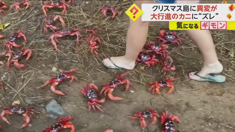 足元を埋め尽くす大量のアカガニ