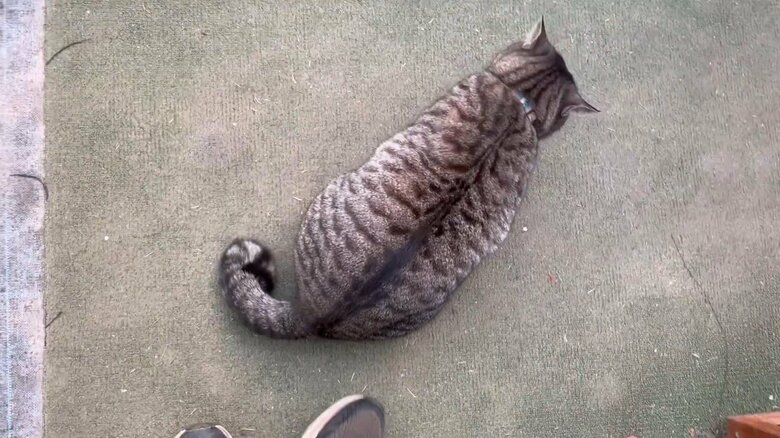 尻尾は今でもトレードマーク