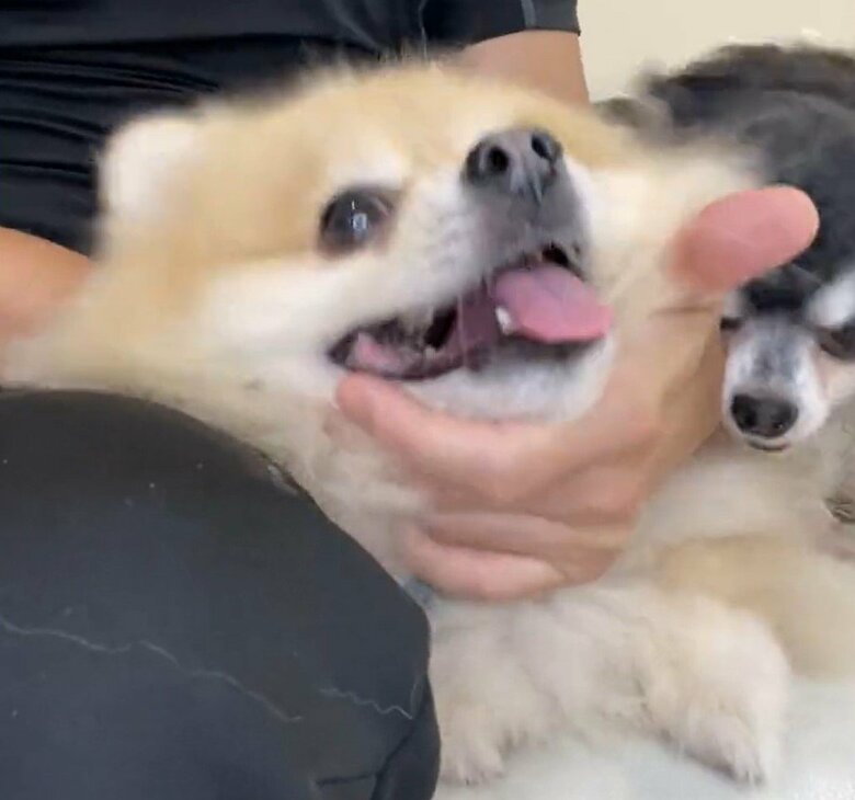 にんじゃくんがなでられていると、ちっぷちゃんが入ってきて…