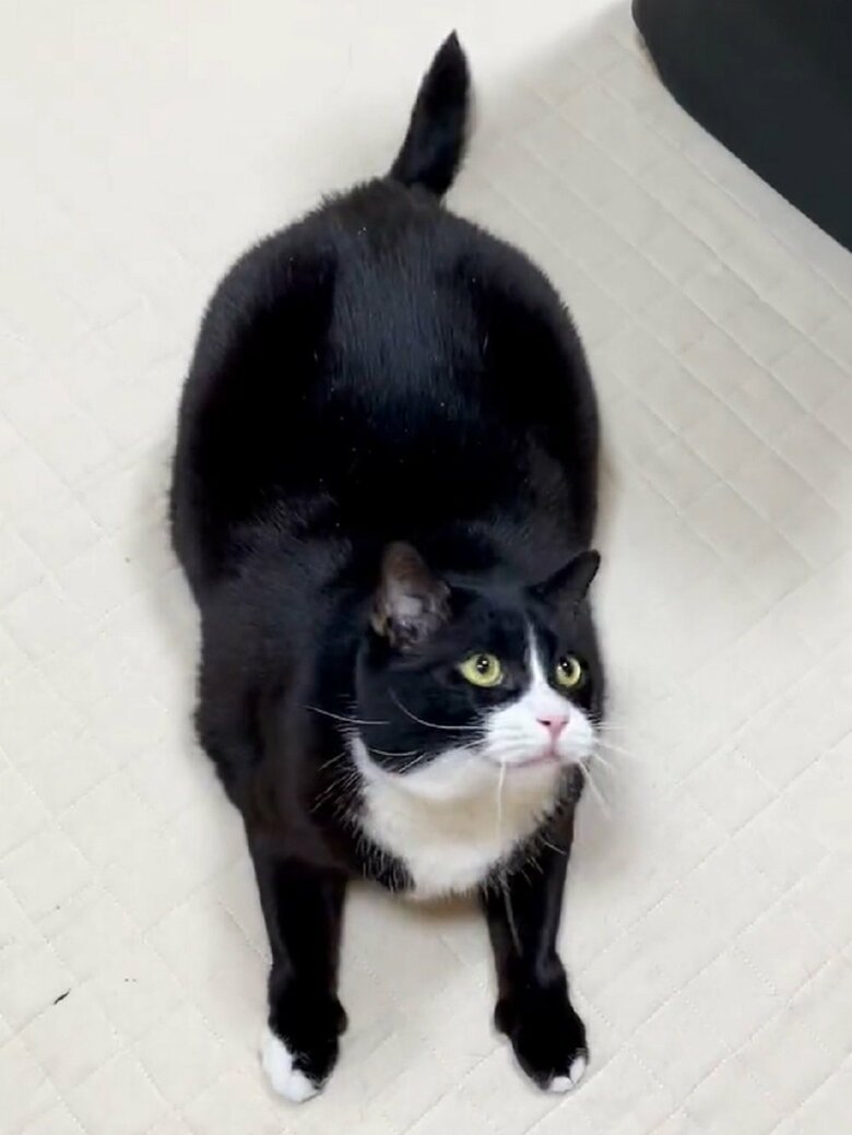 凛くんは筋肉質のムチムチな体格