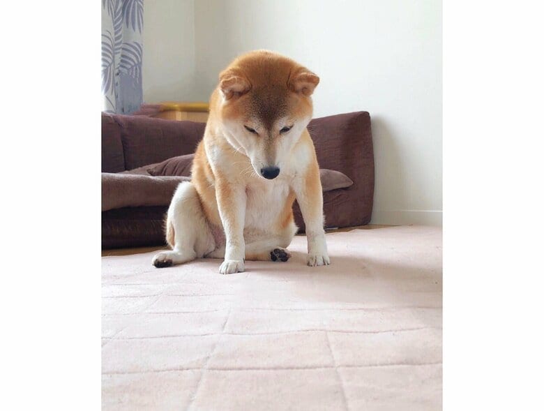 絶望的に落ち込んでいるももちゃん（提供：柴犬ももさん）