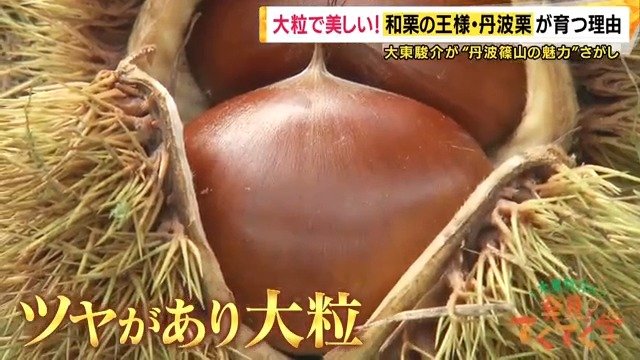 「和栗の王様」丹波栗
