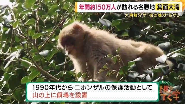サルは山の中に