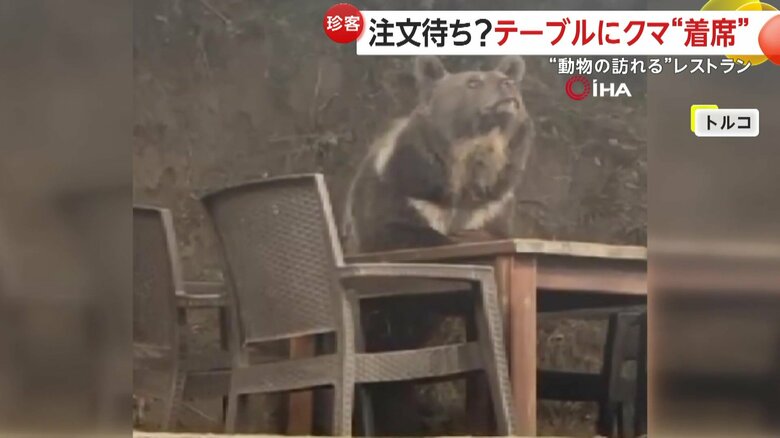 まるで酔っぱらいかのような据わった目つきのクマ