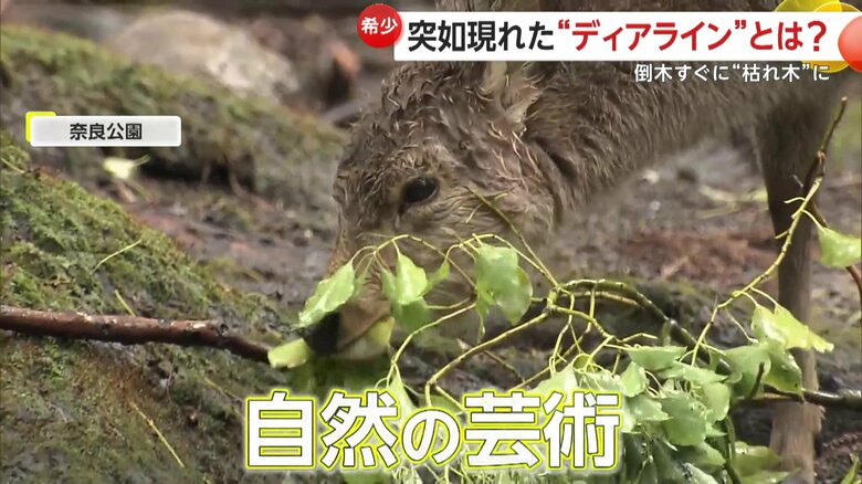 地面に倒れた木の葉っぱを食べるシカ