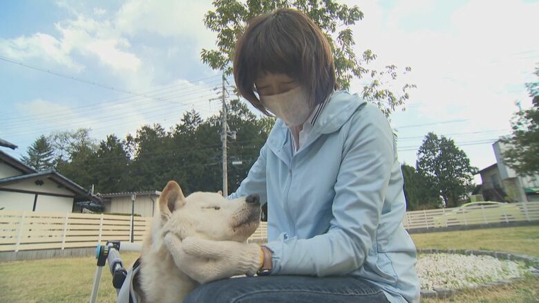 老犬ホームで暮らしていた頃のティム