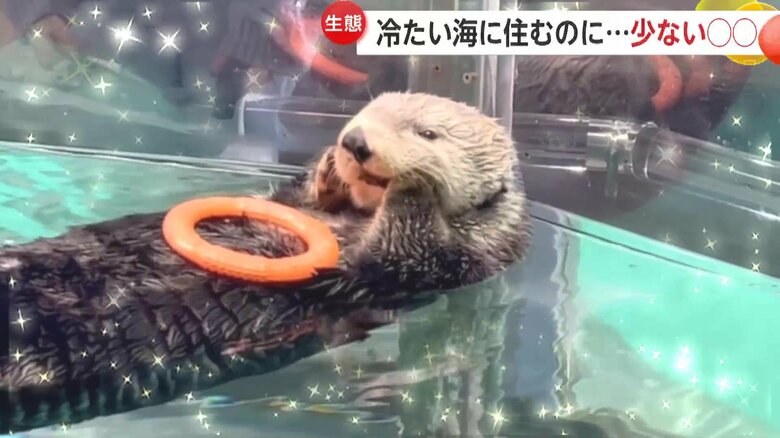 頬をもんでいる姿が撮影されたラッコのリロくん（マリンワールド海の中道）